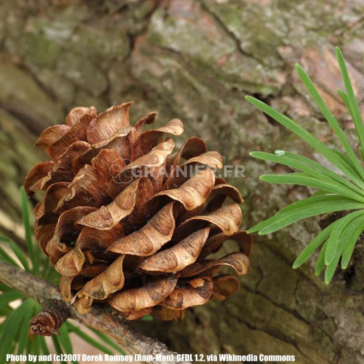 Mélèze du Japon, Larix kaempferi image